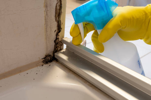 Best Mold Odor Removal Services  in Monte Vista, CO